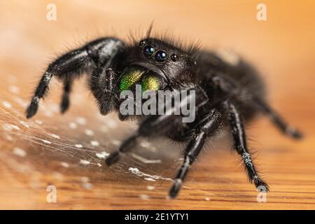 Un'immagine macro di un audace Jumping Spider con chelicerae iridescente verde prominente su una superficie del tavolo circondata da una rete per nascondersi. Foto Stock