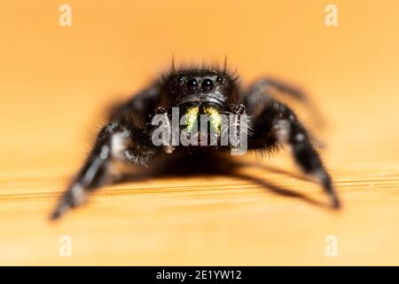 Un'immagine macro di un audace ragno saltante su una superficie di un tavolo di legno con chelicerae iridescente verde prominente. Foto Stock