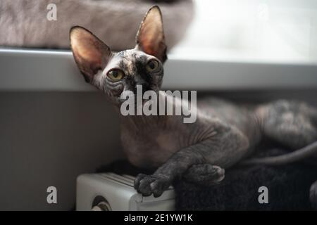 Gatto canadese di Sphynx con gli occhi verdi giace in un caldo casa per gatti Foto Stock