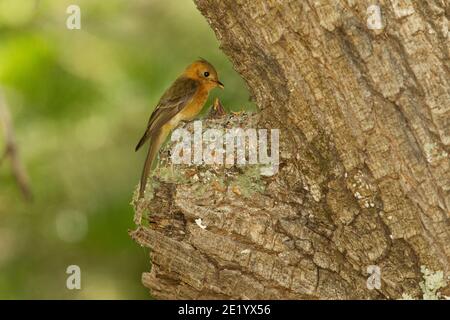 Il Flycatcher di tufted al nido, il faeocercus di Mitrephanes. Foto Stock