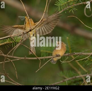 Il flycatcher di tufted che volge essendo alimentato da adulto, il phanes phaeocercus, mentre appollaiato nell'albero di Douglas Fir. Foto Stock