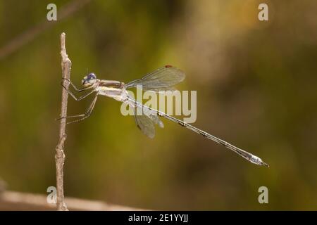 Grande Sweadwing Dasselfly maschio, Archilestes grandis, Lestidae. Foto Stock