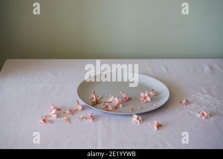 ancora vita di oleandri rosa su un piatto bianco semplice Foto Stock