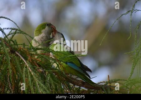 Un paio di parakeet monaco (miopsitta monachus), o pappagallo quaker, maschio che alimenta la femmina Foto Stock