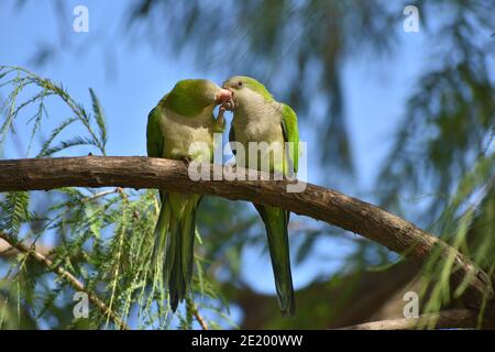 Un paio di parakeet monaco (miopsitta monachus), o pappagallo quaker, che gioca in un albero in un parco a Buenos Aires Foto Stock