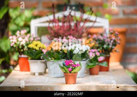 Rosa Kalanchoe fioritura feldiana in vaso su tavolo per decorare casa e ufficio. Foto Stock