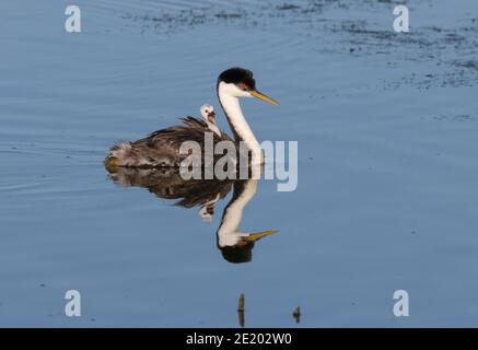 Western Grebe 12 luglio 2020 Lago di Bianchi, Dakota del Sud Foto Stock