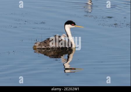 Western Grebe 12 luglio 2020 Lago di Bianchi, Dakota del Sud Foto Stock