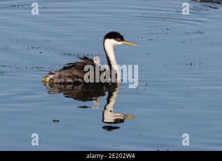 Western Grebe 12 luglio 2020 Lago di Bianchi, Dakota del Sud Foto Stock