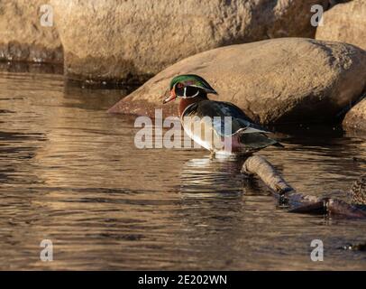 Wood Duck 15 novembre 2020 Yankton, South Dakota Foto Stock