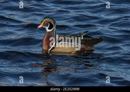Wood Duck 15 novembre 2020 Yankton SD Foto Stock