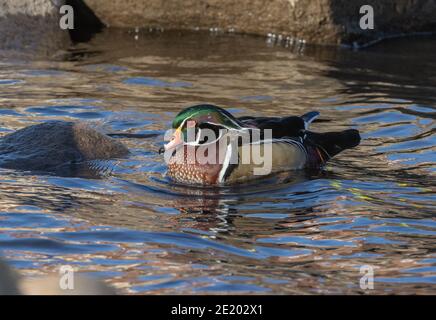 Wood Duck 15 novembre 2020 Yankton SD Foto Stock