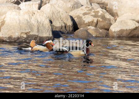 Mandarino e anatra di legno 15 novembre 2020 Yankton SD Foto Stock