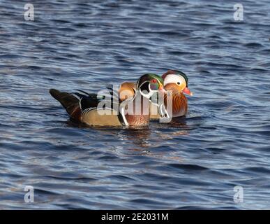 Mandarino e anatra di legno 15 novembre 2020 Yankton SD Foto Stock