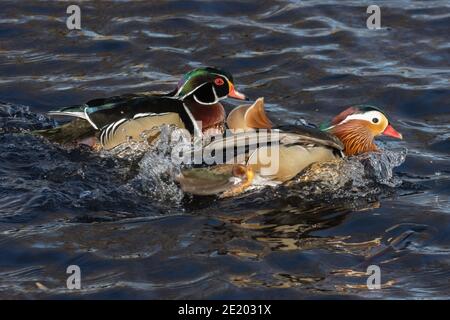 Mandarino e anatra di legno 15 novembre 2020 Yankton SD Foto Stock