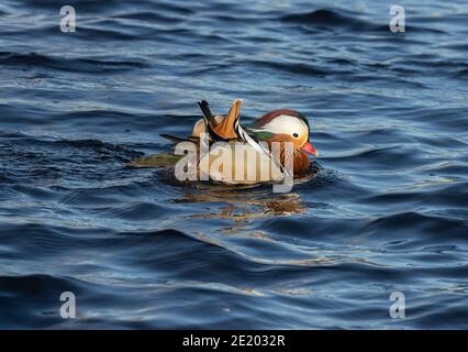 Mandarin Duck 15 novembre 2020 Yankton SD Foto Stock