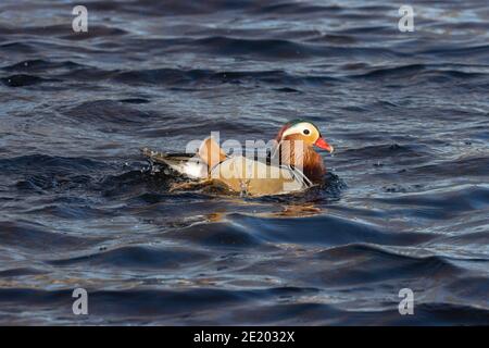 Mandarin Duck 15 novembre 2020 Yankton SD Foto Stock