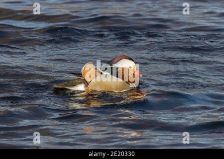 Mandarin Duck 15 novembre 2020 Yankton SD Foto Stock