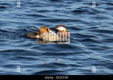 Mandarin Duck 15 novembre 2020 Yankton SD Foto Stock
