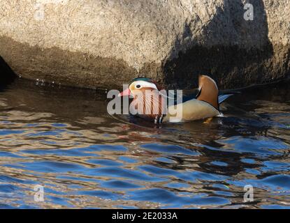 Mandarin Duck 15 novembre 2020 Yankton SD Foto Stock