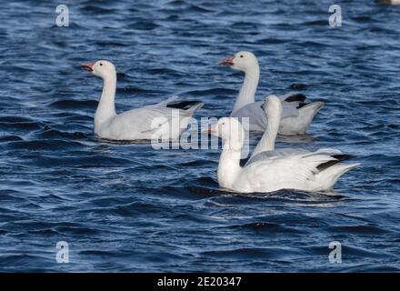 Snow Goose 15 novembre 2020 Yankton SD Foto Stock