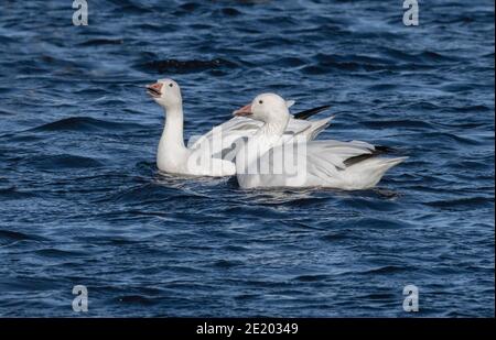 Snow Goose 15 novembre 2020 Yankton SD Foto Stock