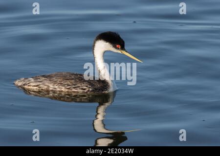Western Grebe 12 luglio 2020 Lago di Bianchi, Dakota del Sud Foto Stock