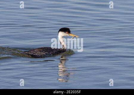 Western Grebe 12 luglio 2020 Lago di Bianchi, Dakota del Sud Foto Stock