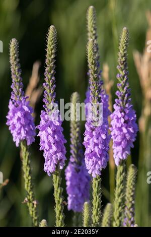 Hoary Vervain 11 luglio 2020 vicino al lago Vermilion, South Dakota Foto Stock