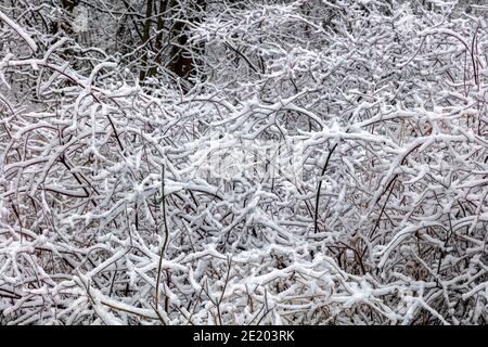 Vegetazione innevata, Stati Uniti orientali, di James D Coppinger/Dembinsky Photo Assoc Foto Stock