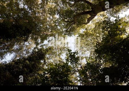 Un cielo blu pallido di prima mattina sopra un baldacchino di legno di betulla coperto di sole; tronchi d'albero rivestiti di edera ombreggiati si scherzano l'un l'altro verso le corone verdi luminose Foto Stock