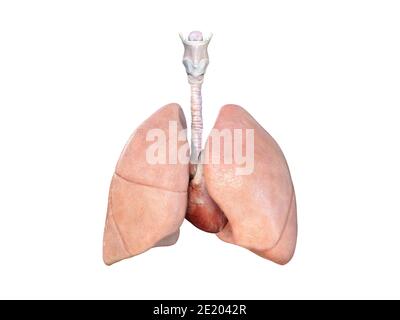 anatomia dei polmoni e del cuore, rappresentazione in 3d dell'illustrazione medica, background scientifico Foto Stock