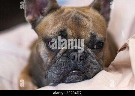 Carino adorabile Bulldog francese sdraiato su cuscino ritratto Foto Stock