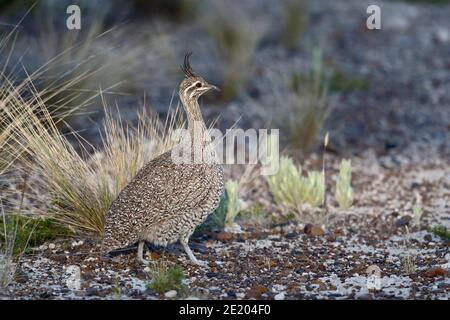 Elegante-crestato Tinamou (Eudromia elegans), adulto in piedi vicino a ciuffi erbosi, Peninsula Valdes, Provincia di Chubut, Argentina meridionale 23 novembre 2015 Foto Stock