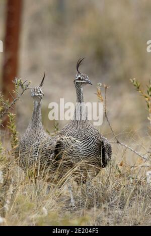 Elegante-crestato Tinamou (Eudromia elegans), due adulti in piedi nella macchia stradale, Peninsula Valdes, Provincia di Chubut, Argentina meridionale 23 novembre 2015 Foto Stock