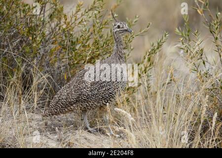 Elegante-crestato Tinamou (Eudromia elegans), adulto in piedi nella macchia stradale, Peninsula Valdes, Provincia di Chubut, Argentina meridionale 23 novembre 2015 Foto Stock