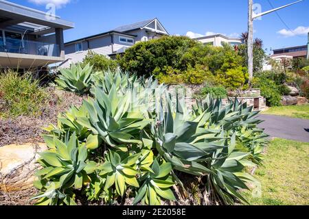 Giardino di Sydney con piante di agave attenuata in un giorno estivo, Sydney, Australia Foto Stock
