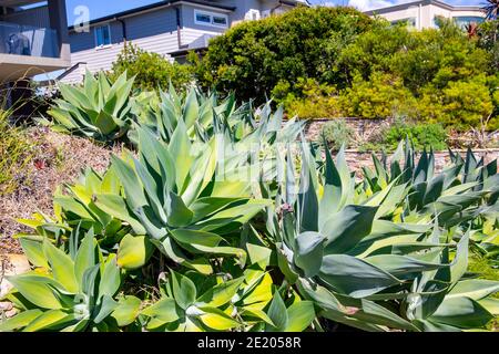 Giardino di Sydney con piante di agave attenuata in un giorno estivo, Sydney, Australia Foto Stock