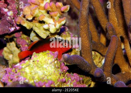 Frittella rossa brillante - (Neocirrhites armatus) Foto Stock