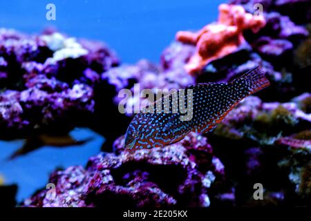 Ornate leopardo Wrasse - (Macropharyngodon ornatus) Foto Stock