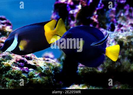 Zebrasoma xanthurum - pesce di tang viola di Yellowtail Foto Stock