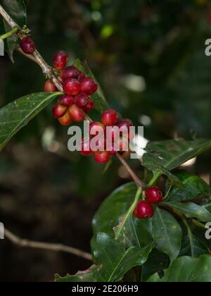 Primo piano di caffè arabica Coffea arabica pianta frutti di bosco di fagioli Coltivare su piantagione di alberi Aguas Calientes Perù Sud America Foto Stock