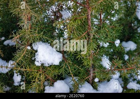 Ginepro coperto di neve. Albero di conifere, arbusto. Primo piano. Texture di sfondo Foto Stock