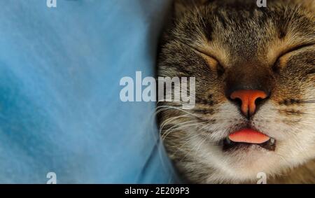 Primo piano immagine grande di un adorabile gatto faccia che dorme con la sua lingua che si stacca - spazio di copia e messa a fuoco selettiva Foto Stock