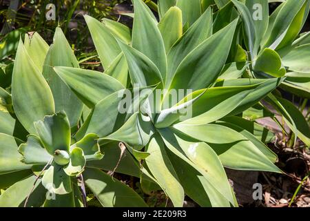 Succulente agave attenuata piante in un giardino di Sydney, queste agave sono native di Messico, Sydney, Australia Foto Stock