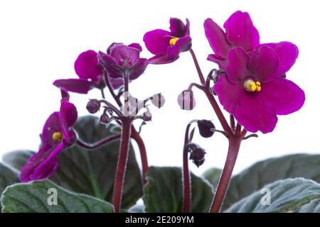 African Violet, Saintpaulia (Saintpaulia ionantha) Foto Stock