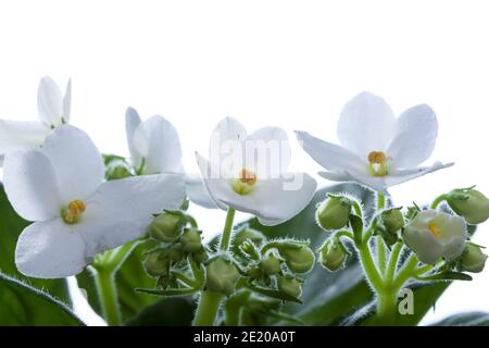 African Violet, Saintpaulia (Saintpaulia ionantha) Foto Stock