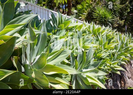 Agave attenuata piante che crescono in un giardino di Sydney, pianta nativa del Messico conosciuta anche come coda di leone foxtail o cigno agave collo Foto Stock