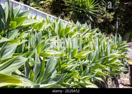 Succulente agave attenuata piante in un giardino di Sydney, queste agave sono native di Messico, Sydney, Australia Foto Stock