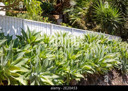 Succulente agave attenuata piante in un giardino di Sydney, queste agave sono native di Messico, Sydney, Australia Foto Stock
